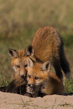 RF00362-Red-Fox-Kit