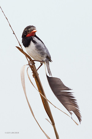 Strange-tailed Tyrant - ARBD01866