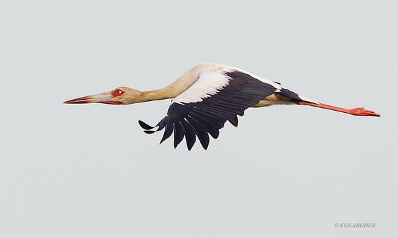 Maguari Stork - ARSB01007jpg