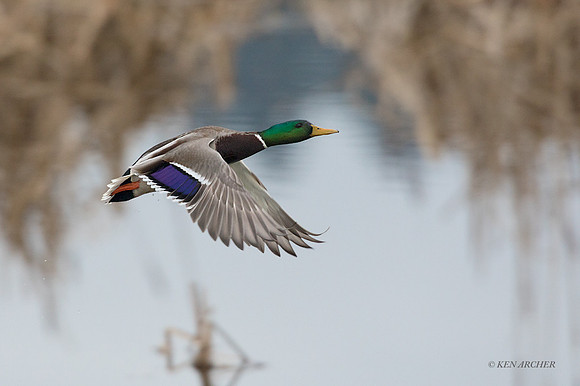 MDDK00051 - Mallard Ducks