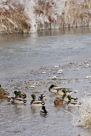 MDDK00294 - Mallard Duck