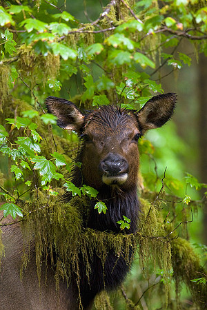 Roosevelt Cow Elk