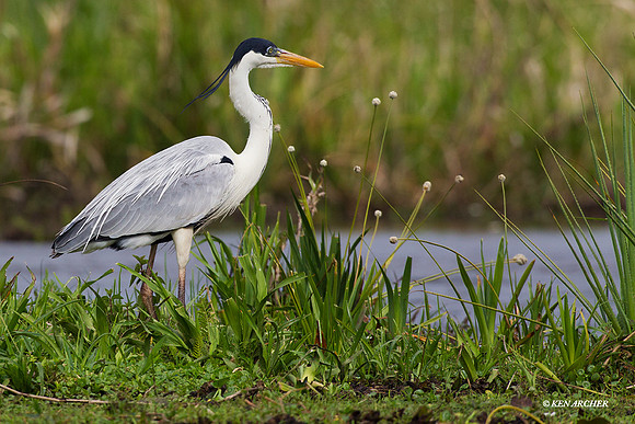White-necked Heron - ARSB01012