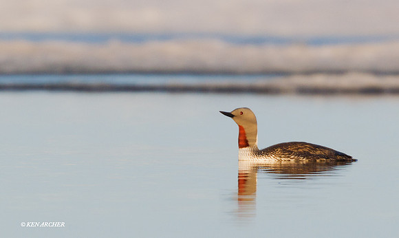 NMRL00361 Red-throated Loon