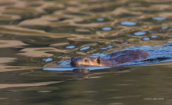 BVR00434 - Beaver