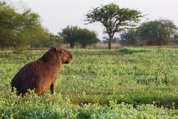 Capybara - ARML00026