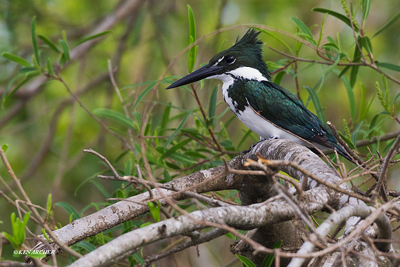 Amazon Kingfisher - ARBD01248