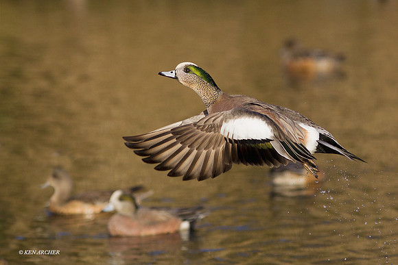American Wigeon Duck - WNFL02295