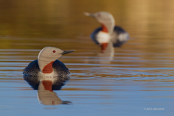 NMRL00408 - Red-throated Loon