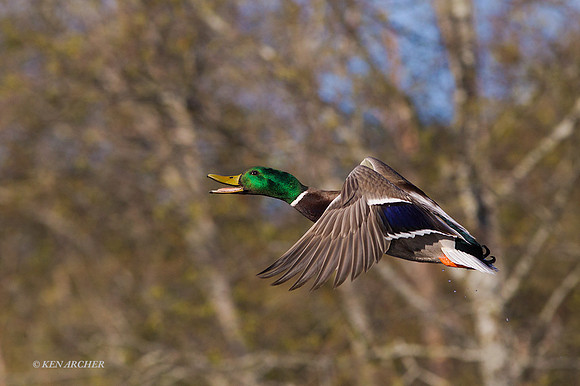 MDFL05509 - Mallard Duck