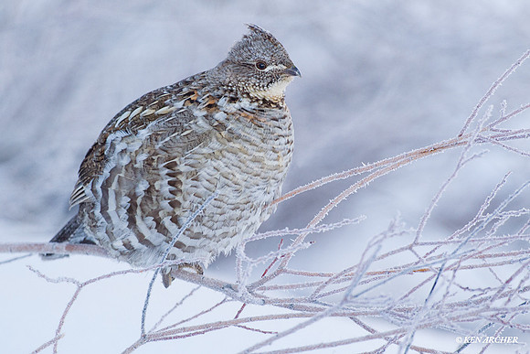 RFGR00017 Ruffed Grouse