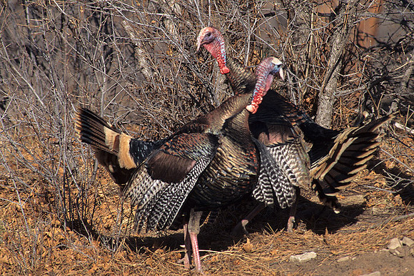 MMTY440544 Merriam's Tom Turkeys, dispute