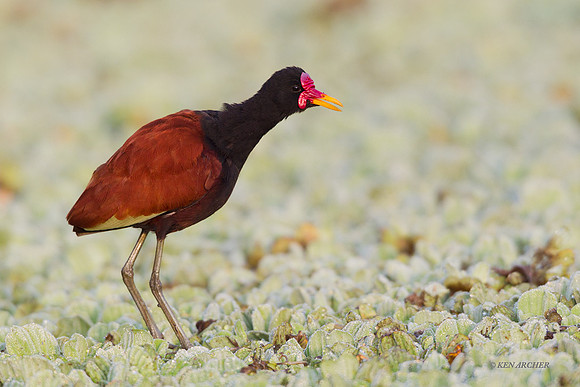 Wattled Jacana - ARSB00207