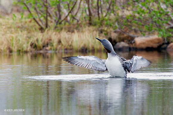 NMRL00190 Red-throated Loon