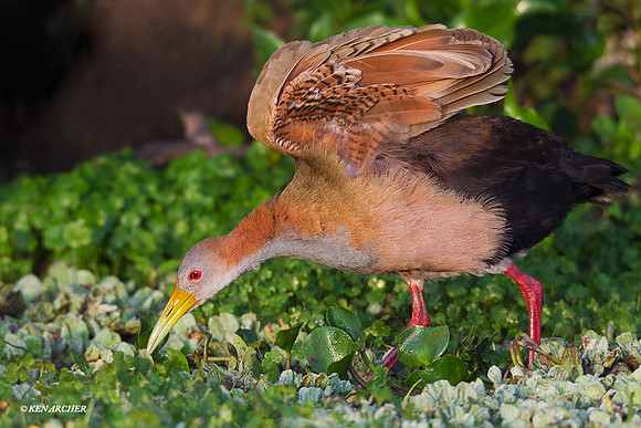 Giant Wood Rail - ARSB00177