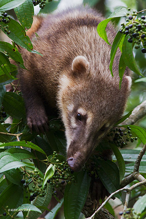 Coati - ARML00259