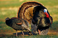 MMTY440557 Merriam's Tom Turkey courting Hen