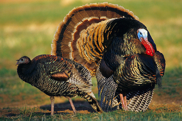 MMTY440557 Merriam's Tom Turkey courting Hen