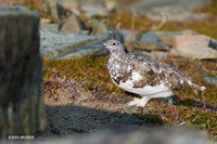 WTPM00013 White-tailed Ptarmagin