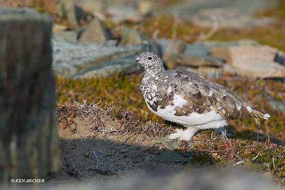 WTPM00013 White-tailed Ptarmagin