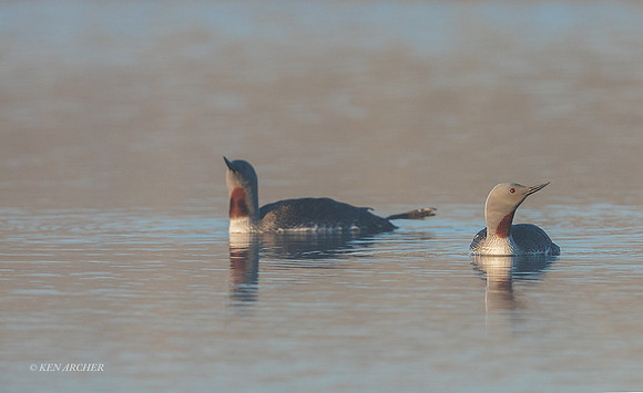 NMRL02164 - Red-throated Loon