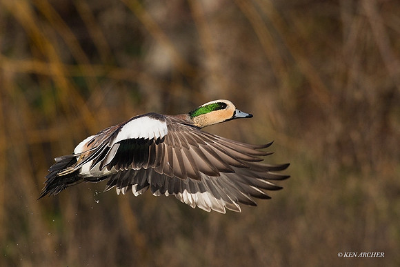 WNFL04044 - American Wigeon