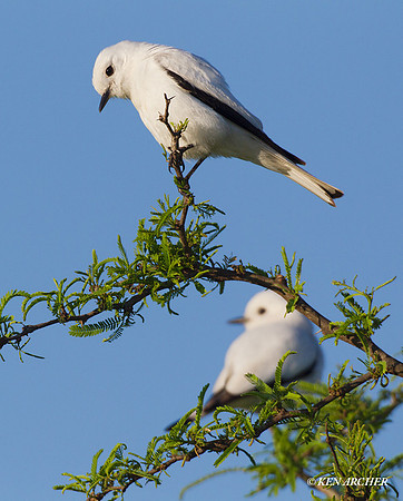 White Monjita - ARBD00505