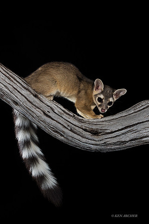 RTCT00272 - Ring-tailed Cat