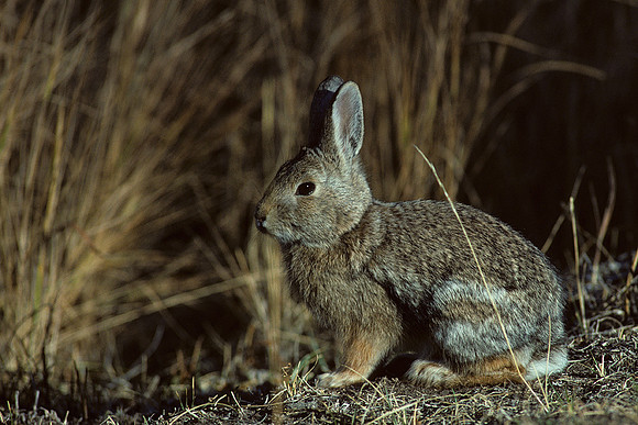 CTRB430184-Cottontail-Rabbit