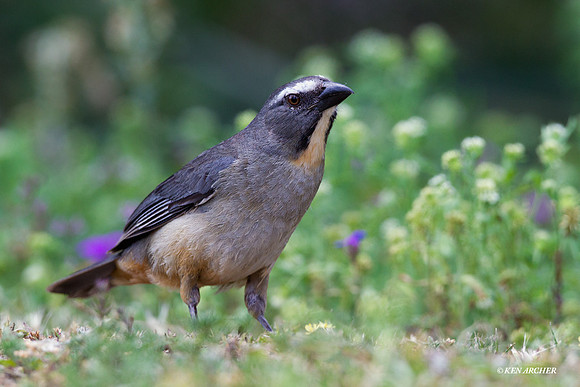 Grayish Saltator - ARBD00352