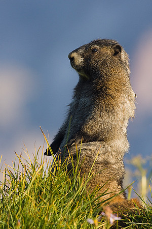 Hoary Marmot - HYMT00077