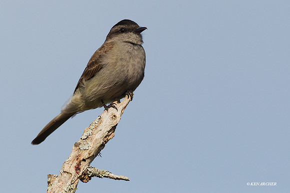 Fly-catcher - ARBD00862