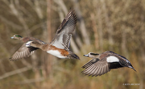 WNFL03243 - American Wigeon Duck