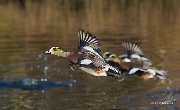 WNFL03461 - Wigeon Duck