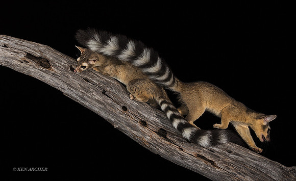 RTCT00090 - Ring-tailed Cat