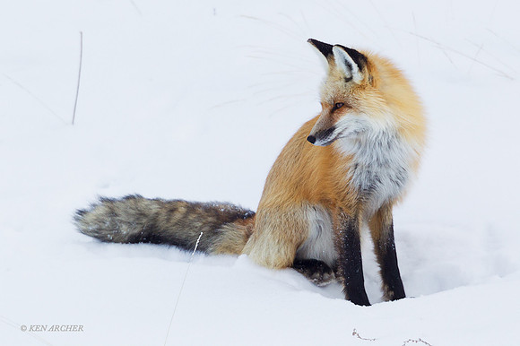 RFWR00949 - Red Fox