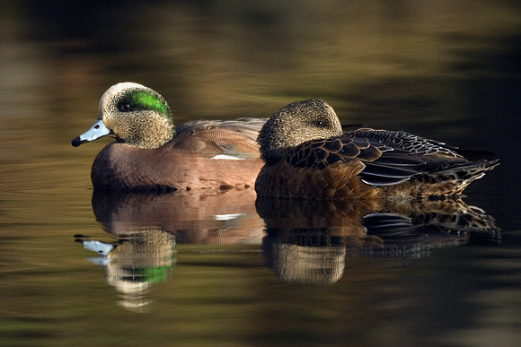 WN00097-American-Widgeon