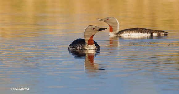 NMRL00956 - Red-throated Loon