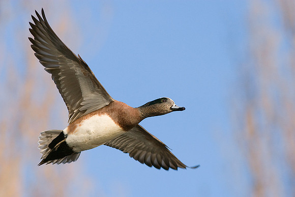 WNFL00306-Widgeon
