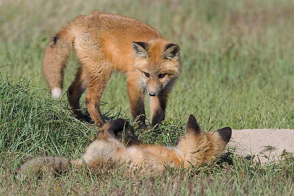 RF00192-Red-Fox-Kit