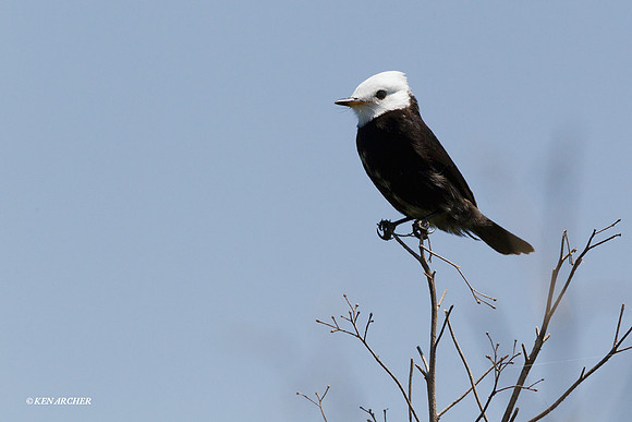 White-headed Marsh Tyrant - ARBD00342