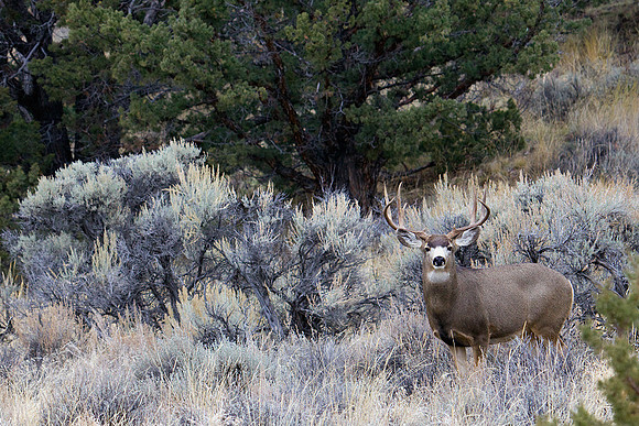 MLDR00494-Mule-Deer