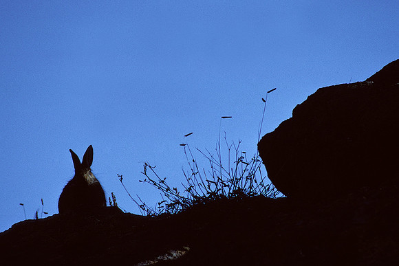 CTRB430235-Cottontail-Rabbit