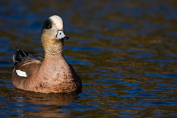 WN00029-American-Widgeon