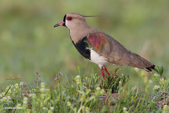 Southern Lapwing - ARSB00311