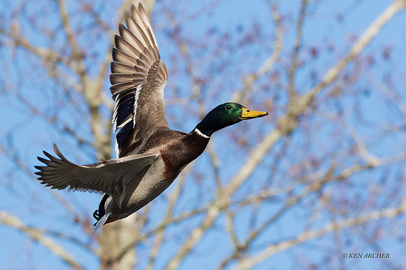 MDFL05910 - Mallard Duck