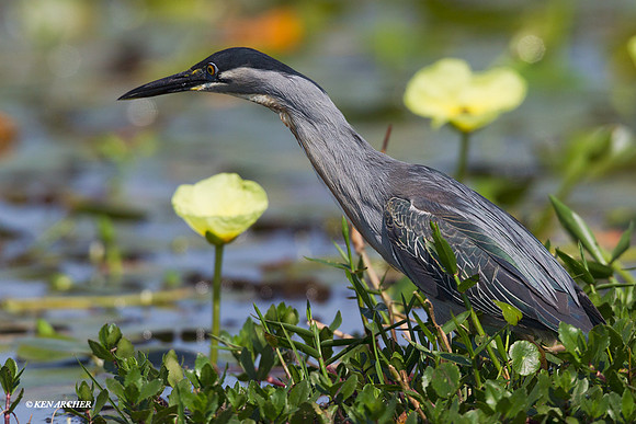 Stiated Heron - ARSB00406