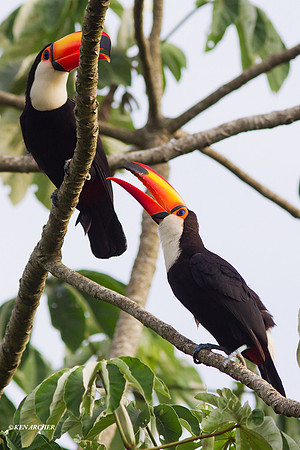 Toco Toucan - ARBD01428