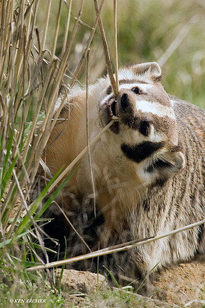 BR00129 Badger