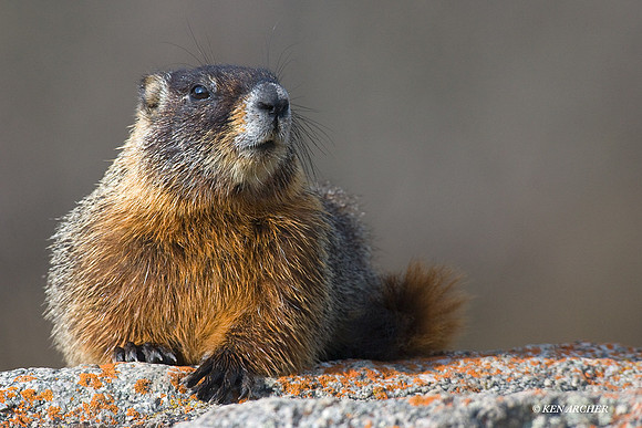 Yellow-bellied Marmot - YBMT00012